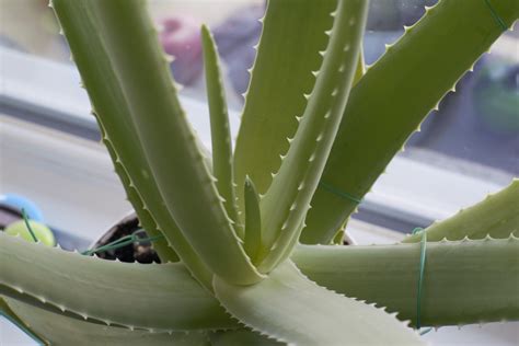 Aloe Plants And Cats - Plant Ideas