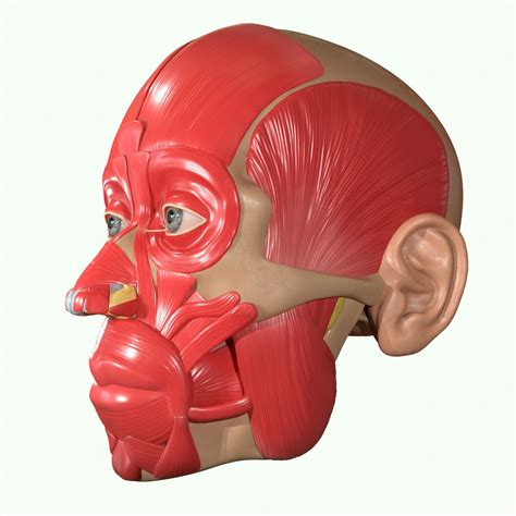 Muscle Head Model Computer Graphics Simulation 的图像结果