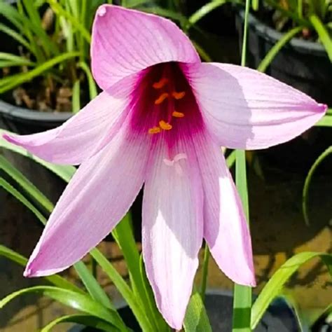 Rain Lily Jumbo "Zephyranthes" - Plant – Lalit Enterprise