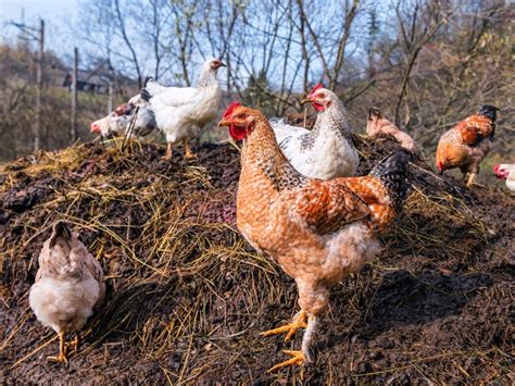 How To Safely Use Raw Chicken Manure For Gardening | Gardening Know How