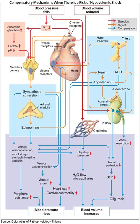 Shock Pathophysiology 的图像结果