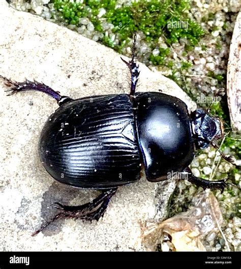 Black Beetle Insect