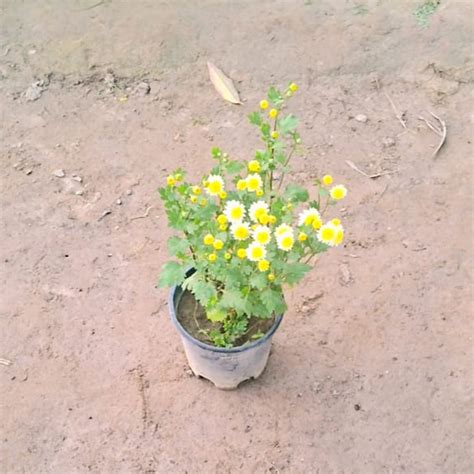 Guldaudi winter season flower plants in 6 inch pot – Plantncr