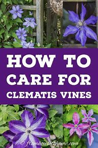 Image result for Clematis Care and Maintenance