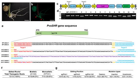 Agrobacterium rhizogenes-Mediated Hairy Root Genetic Transformation ...