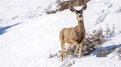 Storytime with Swaner: Winter Adaptations in Wildlife - TownLift, Park City News