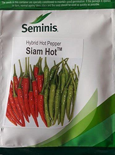 MONSANTO (SEMINIS) Chilli (HOT Pepper) Seeds, Hybrid Chilly Variety ...