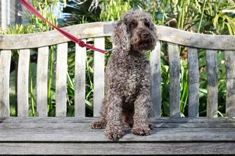 Image result for Adult Cockapoo Rescue Dogs