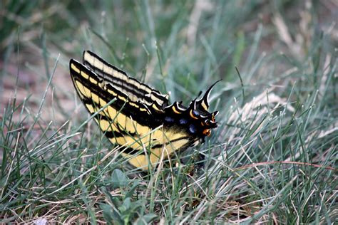 Black And Yellow Butterflies In Texas at Margaret Steen blog