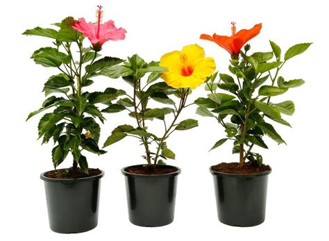 Top 3 Hibiscus Plants | Buy Plants Online in India – ChhajedGarden.com