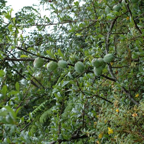 Assam Apple Fruit Plant (Docynia indica) – veliyathgardens