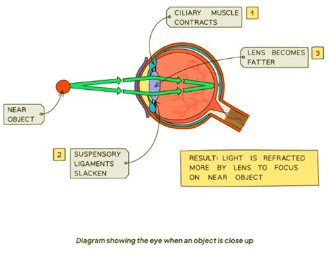 The Eye - Biology for GCSE/IGCSE - Class 10 PDF Download