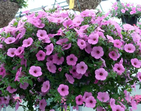What Are The Best Petunias For Hanging Baskets at Lavern Sanchez blog