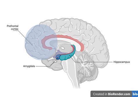 Image result for Depression Amygdala Prefrontal Cortex
