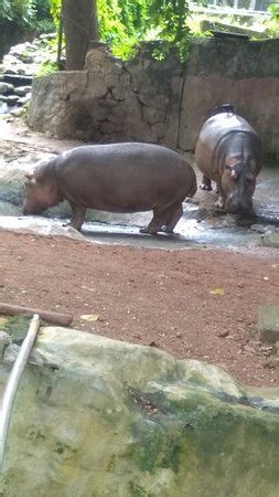 Thiruvananthapuram Zoo (Trivandrum) - What to Know Before You Go (with ...