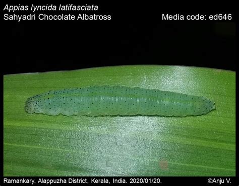 Appias lyncida | Butterfly