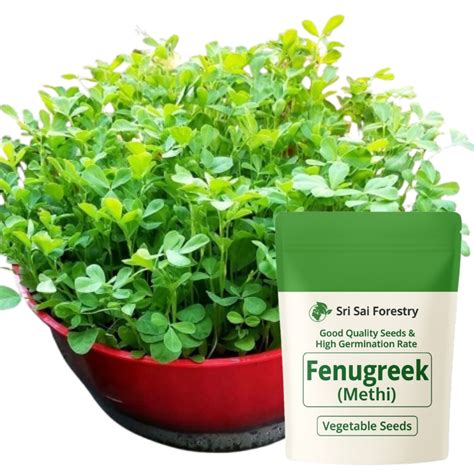 Fenugreek Seeds for Planting Methi Bhaji Menthi Kura Vendayakeerai Ulu ...