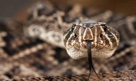 Discover 3 Types of Rattlesnakes in Alabama - A-Z Animals