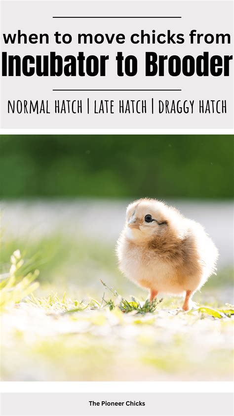 When to Remove Chicks From Brooder 的图像结果