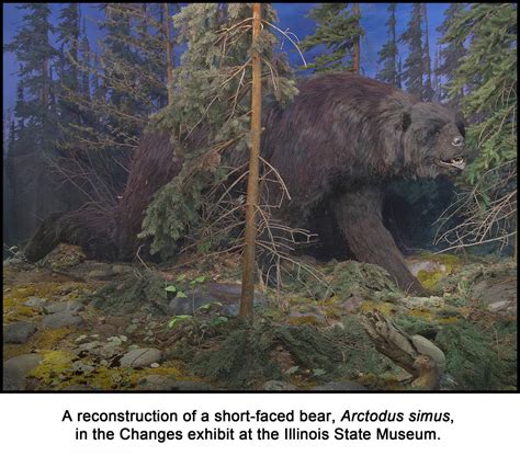 Short Faced Bear Size