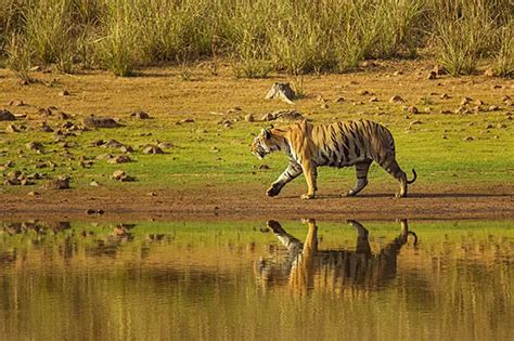 Inside Tadoba National Park - The Largest Tiger Reserve In Maharashtra