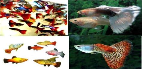 "Sampath Speaking" - the thoughts of an Insurer from Thiruvallikkeni ...