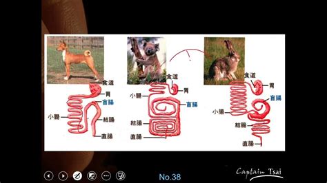 Image result for Python Languageflyer