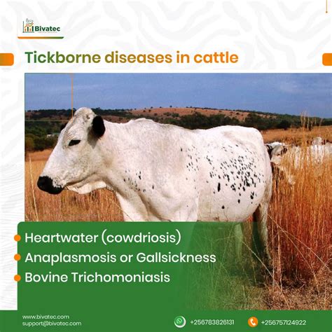 Troubleshooting Common Diseases Of Livestock