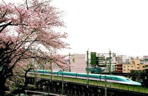 The Ultimate Food & Sakura Itinerary That Maximises the JR East Pass ...