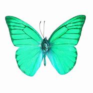 Image result for Butterfly Painting Prints