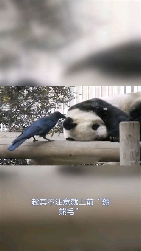 大熊猫被小鸟薅毛毫无反应淡定干饭-度小视