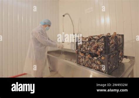 Image result for Extraction of Protein From Snail Shell