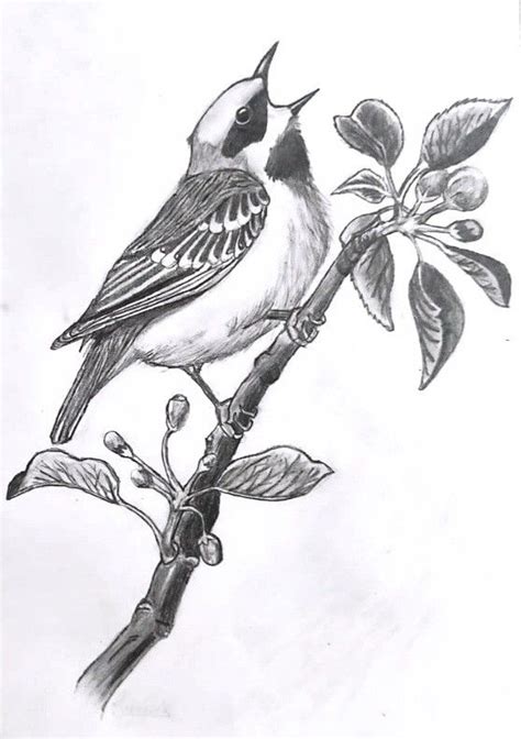 Image result for Bird Drawing Shading