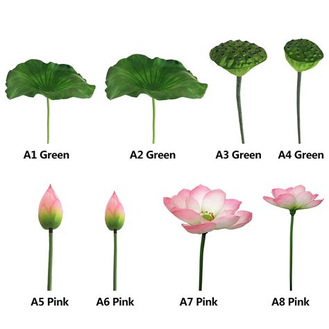 Lotus Flower Blooming Stages