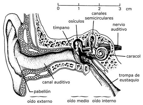 Image result for 1 Channel Relay Module