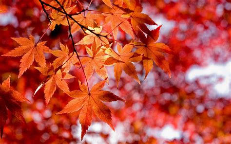 Japanese Maple Leaves Wallpapers - Top Free Japanese Maple Leaves ...