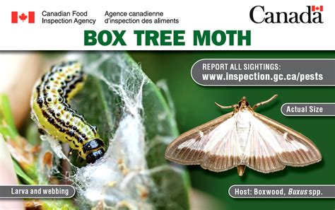 Image result for Box Tree Moth Control
