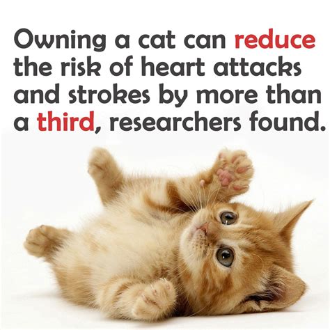 Short Facts About Cats at Louis Mitchell blog