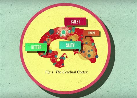 How Does Sugar Affect the Brain: A VIDEO Explanation - Perfect Daily Grind