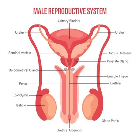 Image result for Male Reproductive System Example