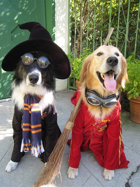 Harry Potter Dog Costume