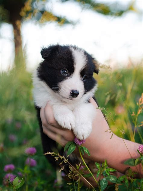 How Much Do Border Collie Puppies Cost - Border Collie Hub