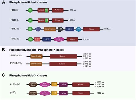 Image result for PIP2 Signaling Pathway