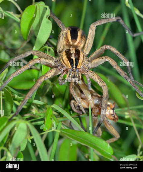 Rabid wolf spider (Rabidosa rabida) female cannibalizing another ...