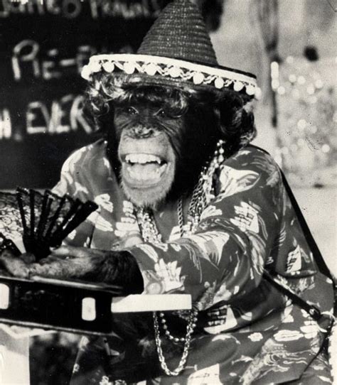 Scientists reveal PG Tips Chimp's story with cutting edge technology