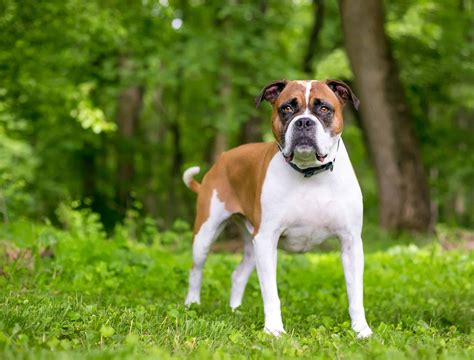 Valley Bulldog Dog Breed Complete Guide - A-Z Animals