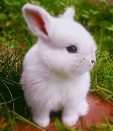 Image result for Show Me a Picture of a Cute Baby Bunny