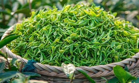 绿茶 茶叶 2021龙井茶散装批发 茶 杭州西湖发货 日照充足绿茶-阿里巴巴