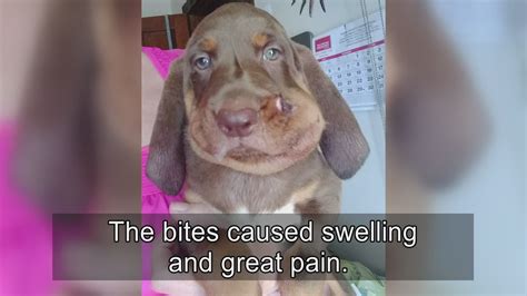 Copperhead Snake Bite Dog