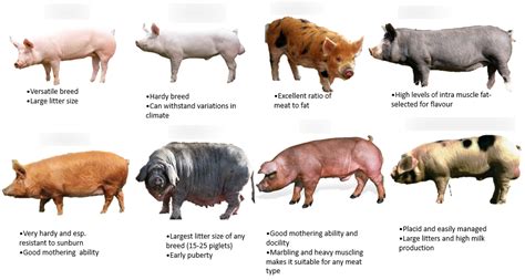Types Of Pigs For Meat at Sandra Head blog